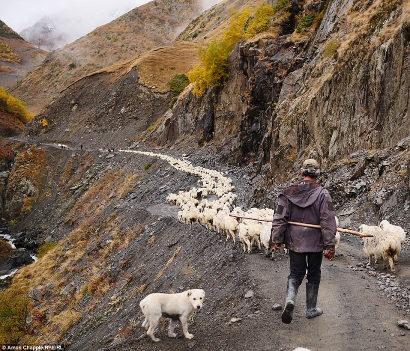 Cada año, miles de ovejas en Georgia hacen un viaje peligroso desde las montañas con una altura de 3000 metros Cada año, miles de ovejas en Georgia hacen un viaje peligroso desde las montañas con una altura de 3000 metros