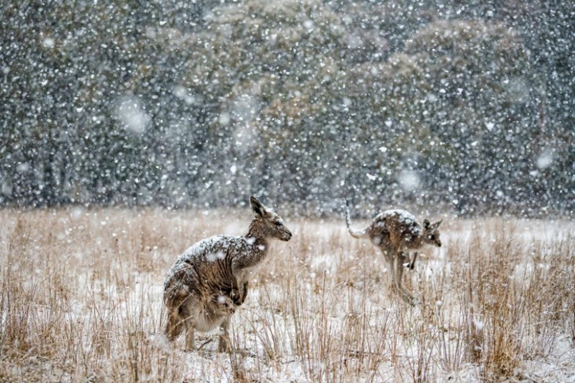 Canguros bajo la nieve y otras maravillas naturales de Australia en el concurso de fotografía Fotógrafo de Naturaleza del Año 2019 Canguros bajo la nieve y otras maravillas naturales de Australia en el concurso de fotografía Fotógrafo de Naturaleza del Año 2019