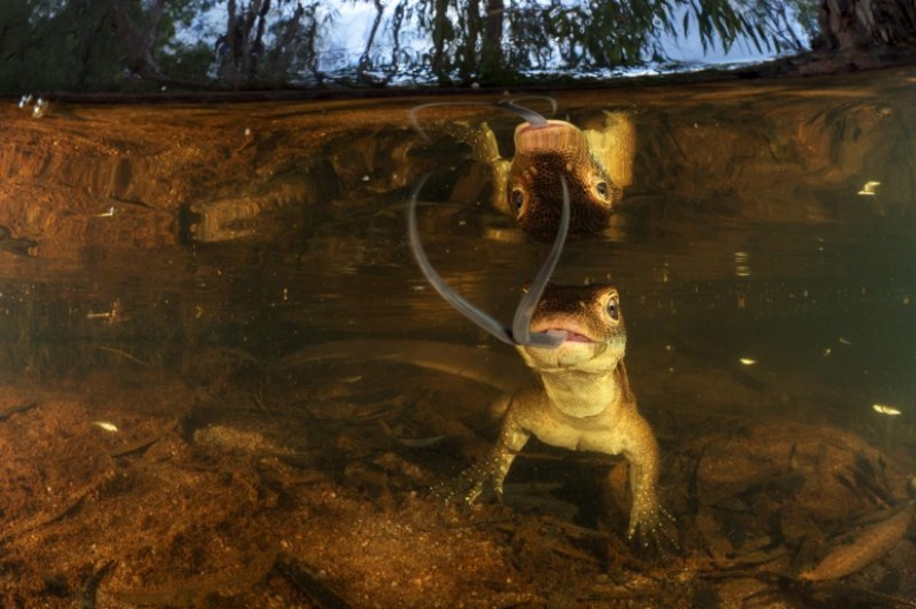Canguros bajo la nieve y otras maravillas naturales de Australia en el concurso de fotografía Fotógrafo de Naturaleza del Año 2019 Canguros bajo la nieve y otras maravillas naturales de Australia en el concurso de fotografía Fotógrafo de Naturaleza del Año 2019