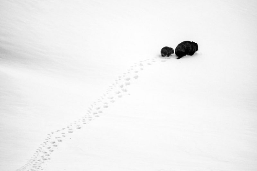 Canguros bajo la nieve y otras maravillas naturales de Australia en el concurso de fotografía Fotógrafo de Naturaleza del Año 2019 Canguros bajo la nieve y otras maravillas naturales de Australia en el concurso de fotografía Fotógrafo de Naturaleza del Año 2019
