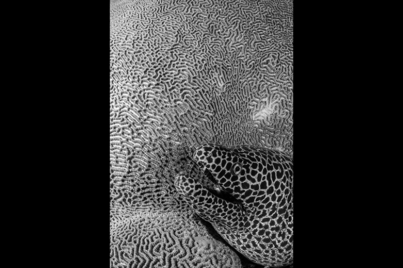 Canguros bajo la nieve y otras maravillas naturales de Australia en el concurso de fotografía Fotógrafo de Naturaleza del Año 2019 Canguros bajo la nieve y otras maravillas naturales de Australia en el concurso de fotografía Fotógrafo de Naturaleza del Año 2019