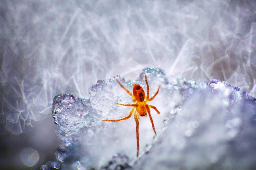 Canguros bajo la nieve y otras maravillas naturales de Australia en el concurso de fotografía Fotógrafo de Naturaleza del Año 2019 Canguros bajo la nieve y otras maravillas naturales de Australia en el concurso de fotografía Fotógrafo de Naturaleza del Año 2019
