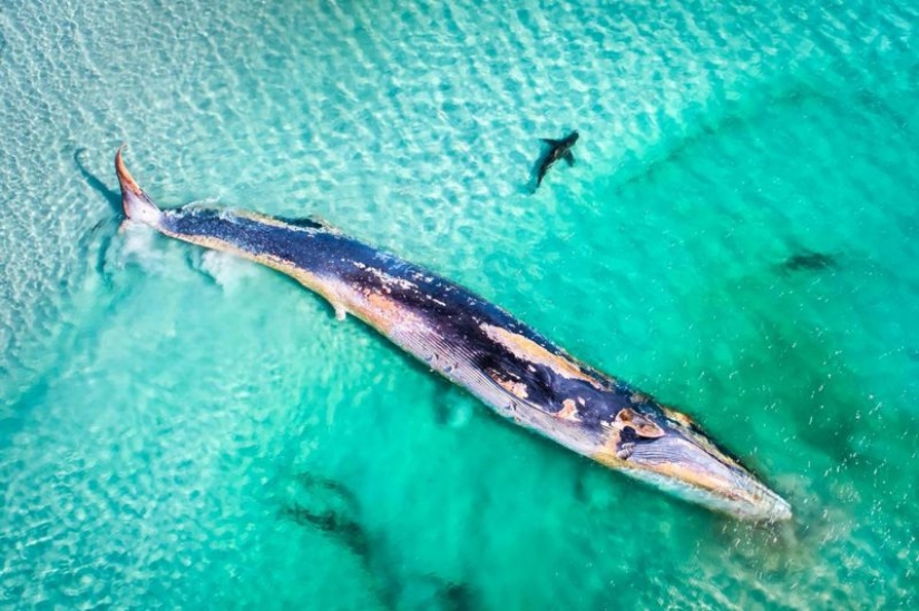 Canguros bajo la nieve y otras maravillas naturales de Australia en el concurso de fotografía Fotógrafo de Naturaleza del Año 2019 Canguros bajo la nieve y otras maravillas naturales de Australia en el concurso de fotografía Fotógrafo de Naturaleza del Año 2019
