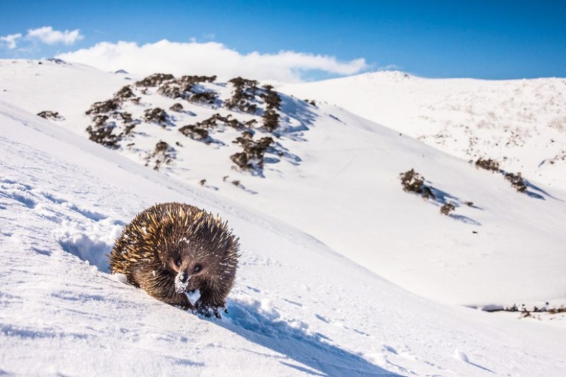 Canguros bajo la nieve y otras maravillas naturales de Australia en el concurso de fotografía Fotógrafo de Naturaleza del Año 2019 Canguros bajo la nieve y otras maravillas naturales de Australia en el concurso de fotografía Fotógrafo de Naturaleza del Año 2019