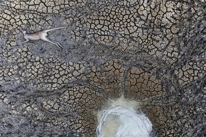Canguros bajo la nieve y otras maravillas naturales de Australia en el concurso de fotografía Fotógrafo de Naturaleza del Año 2019 Canguros bajo la nieve y otras maravillas naturales de Australia en el concurso de fotografía Fotógrafo de Naturaleza del Año 2019