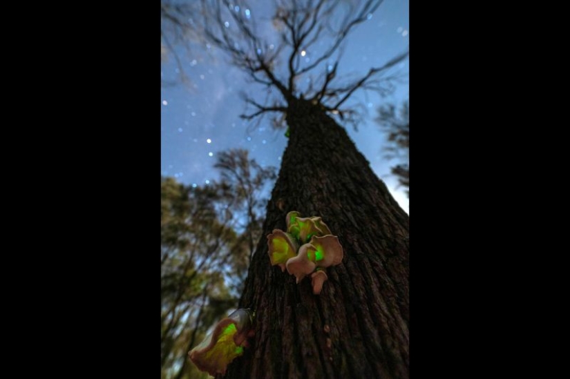 Canguros bajo la nieve y otras maravillas naturales de Australia en el concurso de fotografía Fotógrafo de Naturaleza del Año 2019 Canguros bajo la nieve y otras maravillas naturales de Australia en el concurso de fotografía Fotógrafo de Naturaleza del Año 2019
