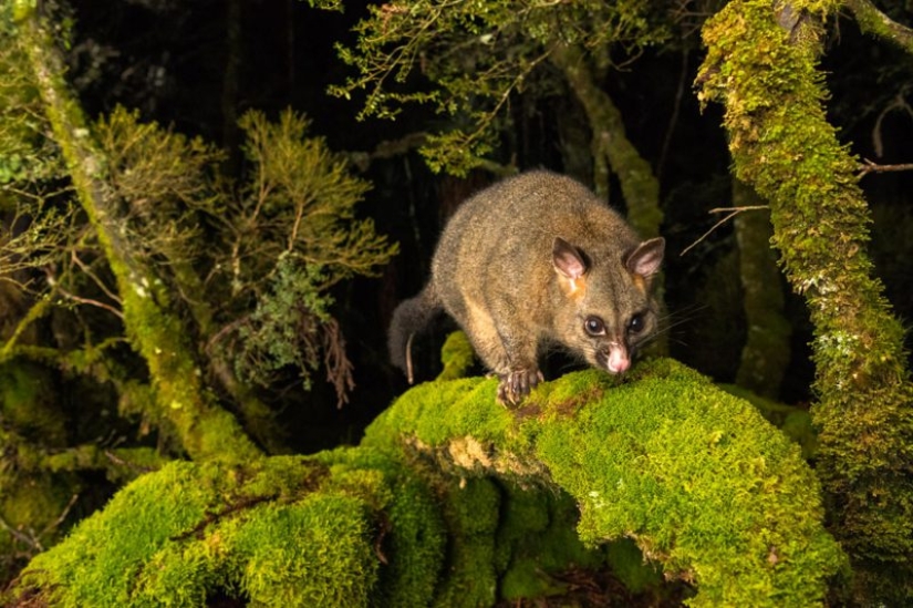 Canguros bajo la nieve y otras maravillas naturales de Australia en el concurso de fotografía Fotógrafo de Naturaleza del Año 2019 Canguros bajo la nieve y otras maravillas naturales de Australia en el concurso de fotografía Fotógrafo de Naturaleza del Año 2019