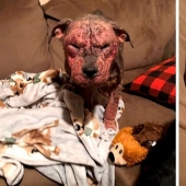 Caring people came out with a sick dog and here is her incredible transformation a few months later
