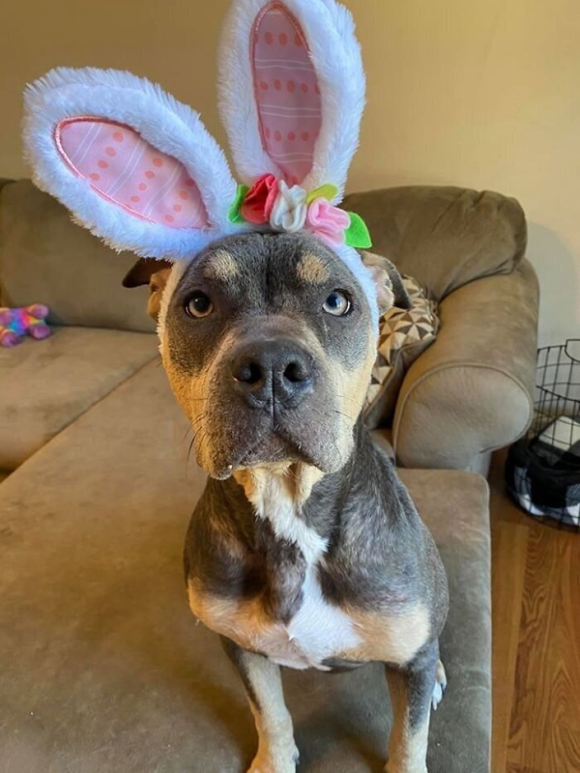 Caring people came out with a sick dog and here is her incredible transformation a few months later