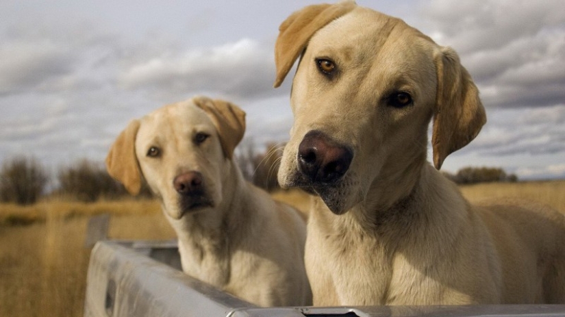 Caro e indignante: quién necesita clones de perros y por qué