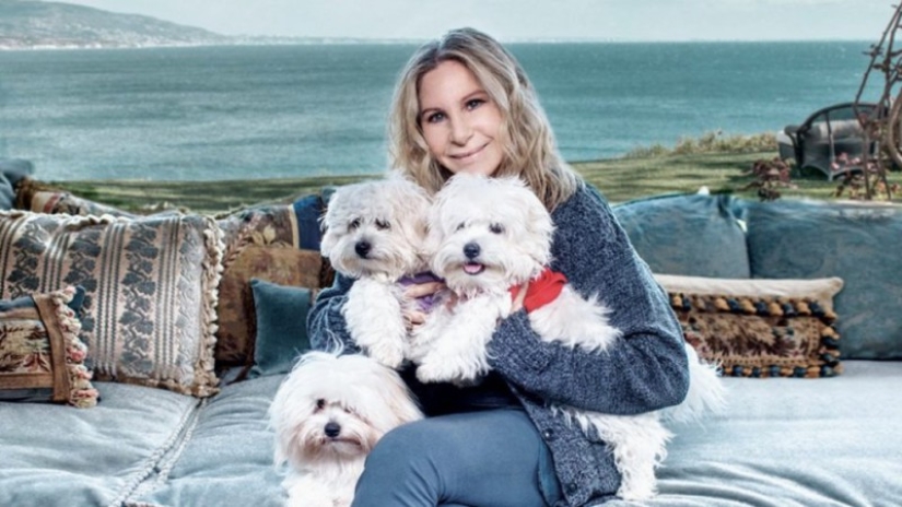 Caro e indignante: quién necesita clones de perros y por qué