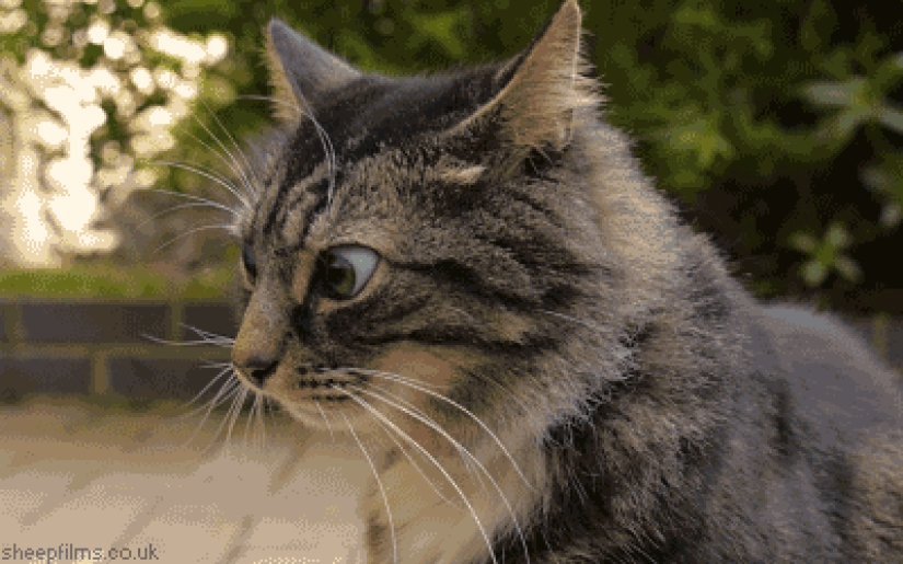 Cat accused of stealing electricity, acquitted in Barnaul