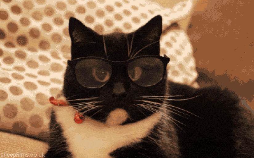 Cat accused of stealing electricity, acquitted in Barnaul
