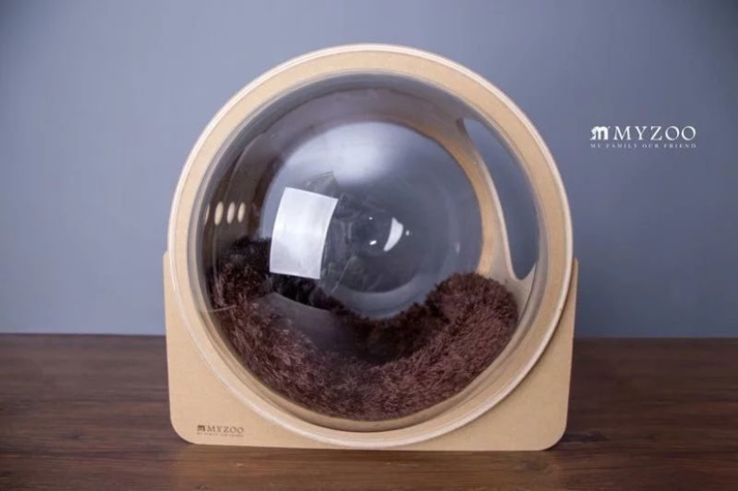 Cat cots-spaceships for furry space explorers are gaining popularity on the web Cat cots-spaceships for furry space explorers are gaining popularity on the web