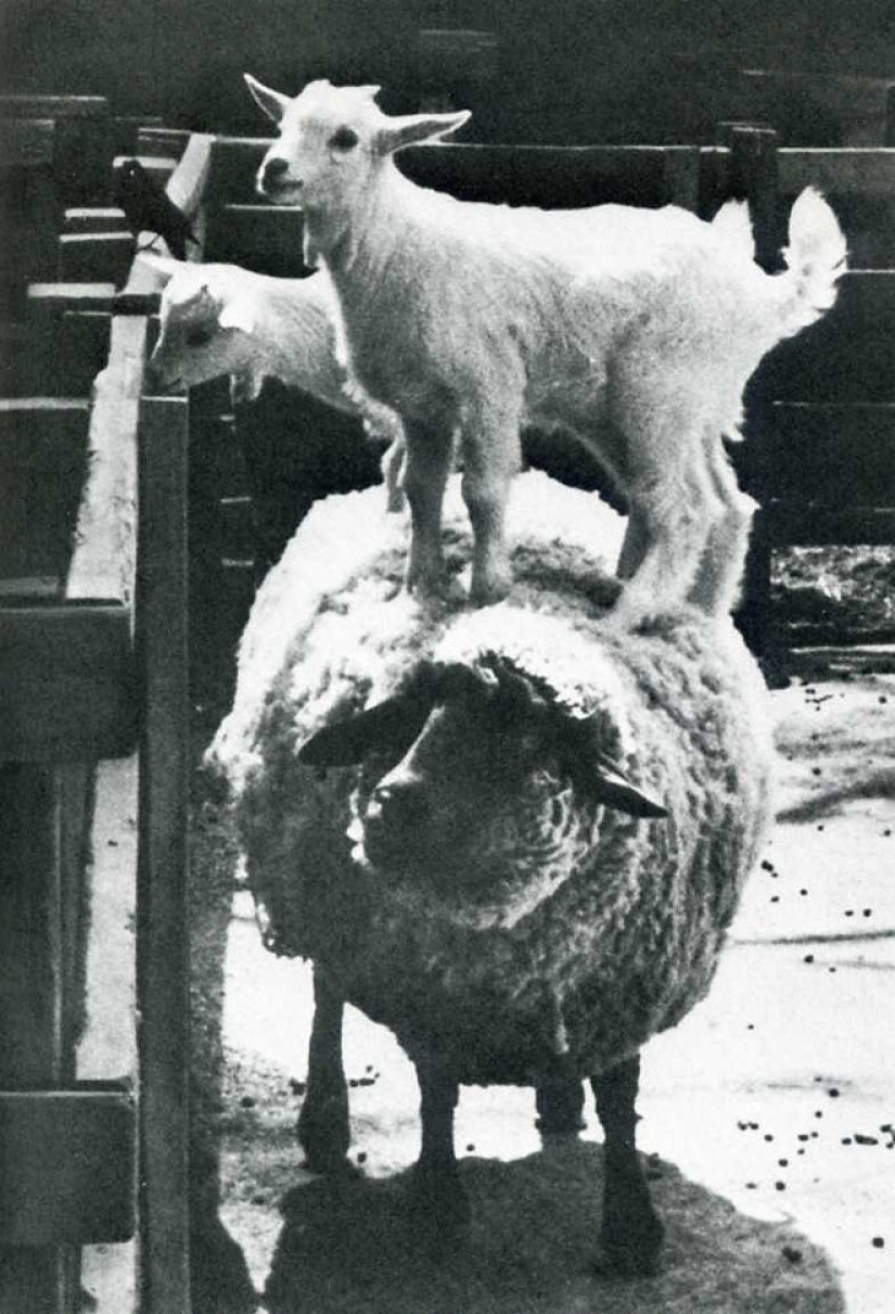 Catch the moment of history: 35 of the most successful photos that decorated LIFE magazine Catch the moment of history: 35 of the most successful photos that decorated LIFE magazine