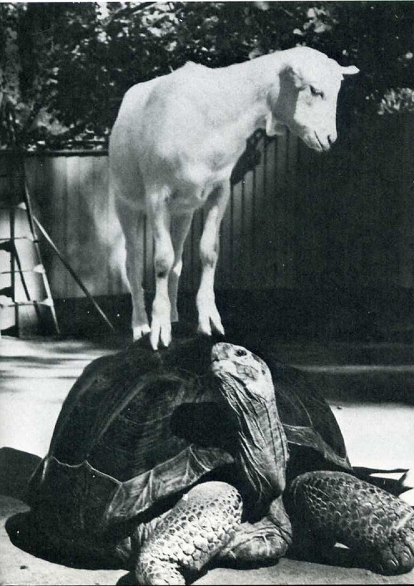 Catch the moment of history: 35 of the most successful photos that decorated LIFE magazine Catch the moment of history: 35 of the most successful photos that decorated LIFE magazine