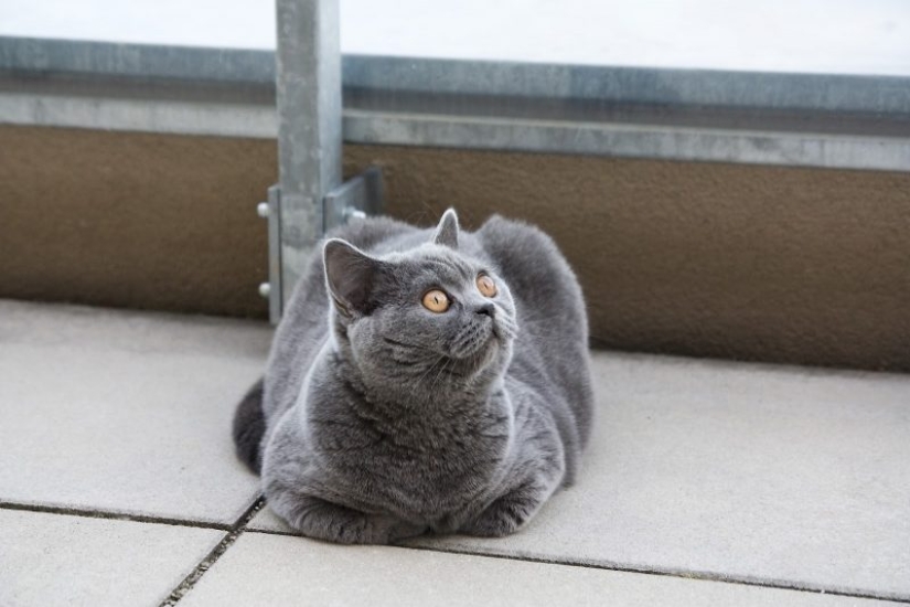 Cat's body language: how your cat speaks to you