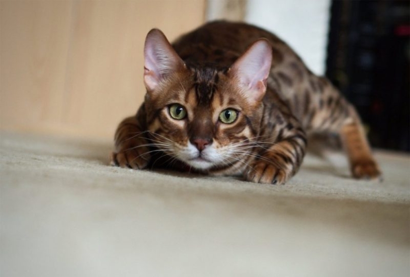 Cat's body language: how your cat speaks to you