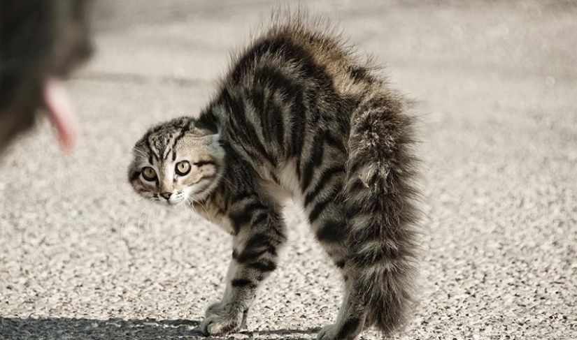 Cat's body language: how your cat speaks to you