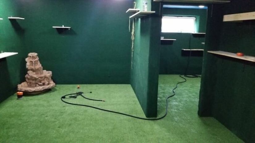 Cat's paradise with his own hands: the guy converted the basement into a room for his dead brother's pets Cat's paradise with his own hands: the guy converted the basement into a room for his dead brother's pets