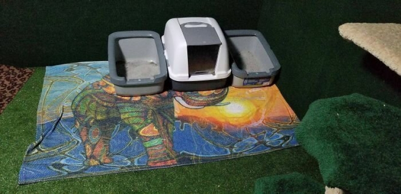 Cat's paradise with his own hands: the guy converted the basement into a room for his dead brother's pets Cat's paradise with his own hands: the guy converted the basement into a room for his dead brother's pets