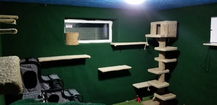 Cat's paradise with his own hands: the guy converted the basement into a room for his dead brother's pets Cat's paradise with his own hands: the guy converted the basement into a room for his dead brother's pets
