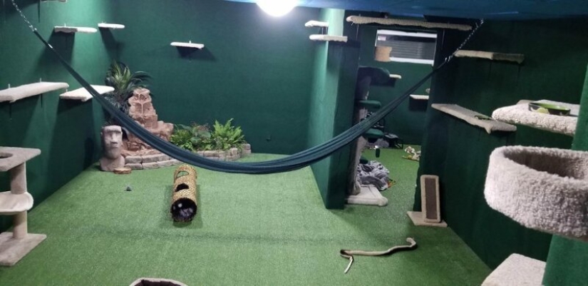 Cat's paradise with his own hands: the guy converted the basement into a room for his dead brother's pets Cat's paradise with his own hands: the guy converted the basement into a room for his dead brother's pets