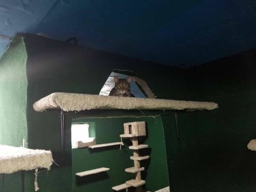 Cat's paradise with his own hands: the guy converted the basement into a room for his dead brother's pets Cat's paradise with his own hands: the guy converted the basement into a room for his dead brother's pets