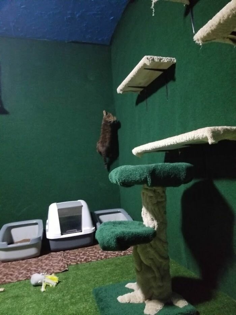 Cat's paradise with his own hands: the guy converted the basement into a room for his dead brother's pets Cat's paradise with his own hands: the guy converted the basement into a room for his dead brother's pets