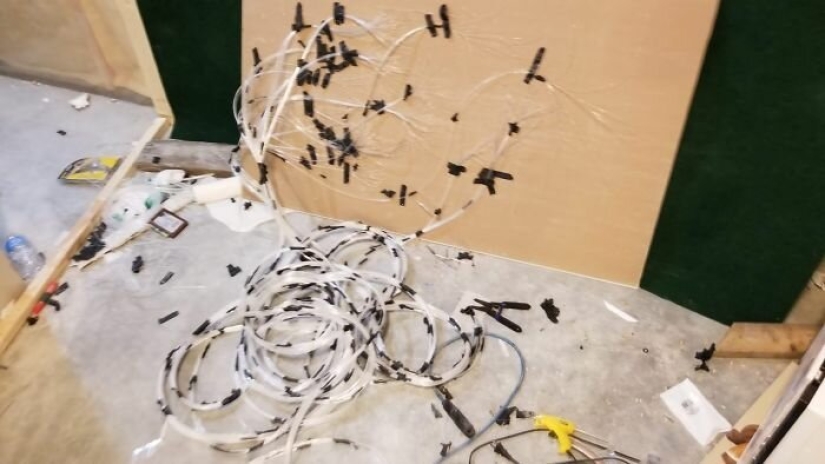 Cat's paradise with his own hands: the guy converted the basement into a room for his dead brother's pets Cat's paradise with his own hands: the guy converted the basement into a room for his dead brother's pets