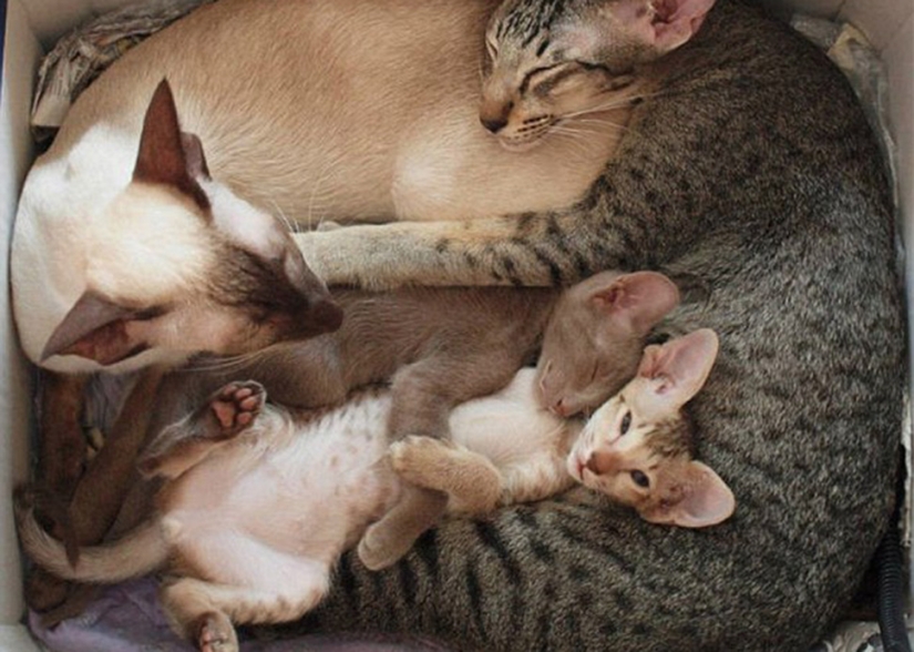 Cats teach how to properly spend time with family Cats teach how to properly spend time with family