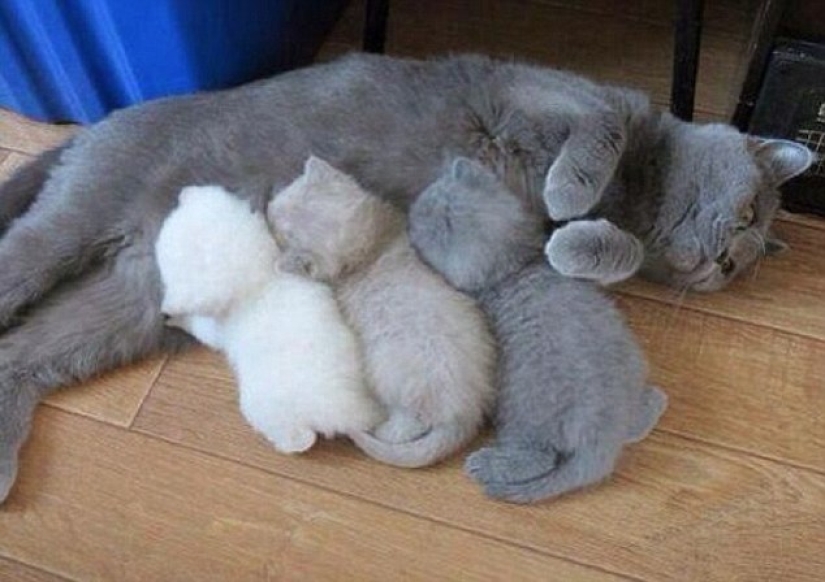 Cats teach how to properly spend time with family Cats teach how to properly spend time with family