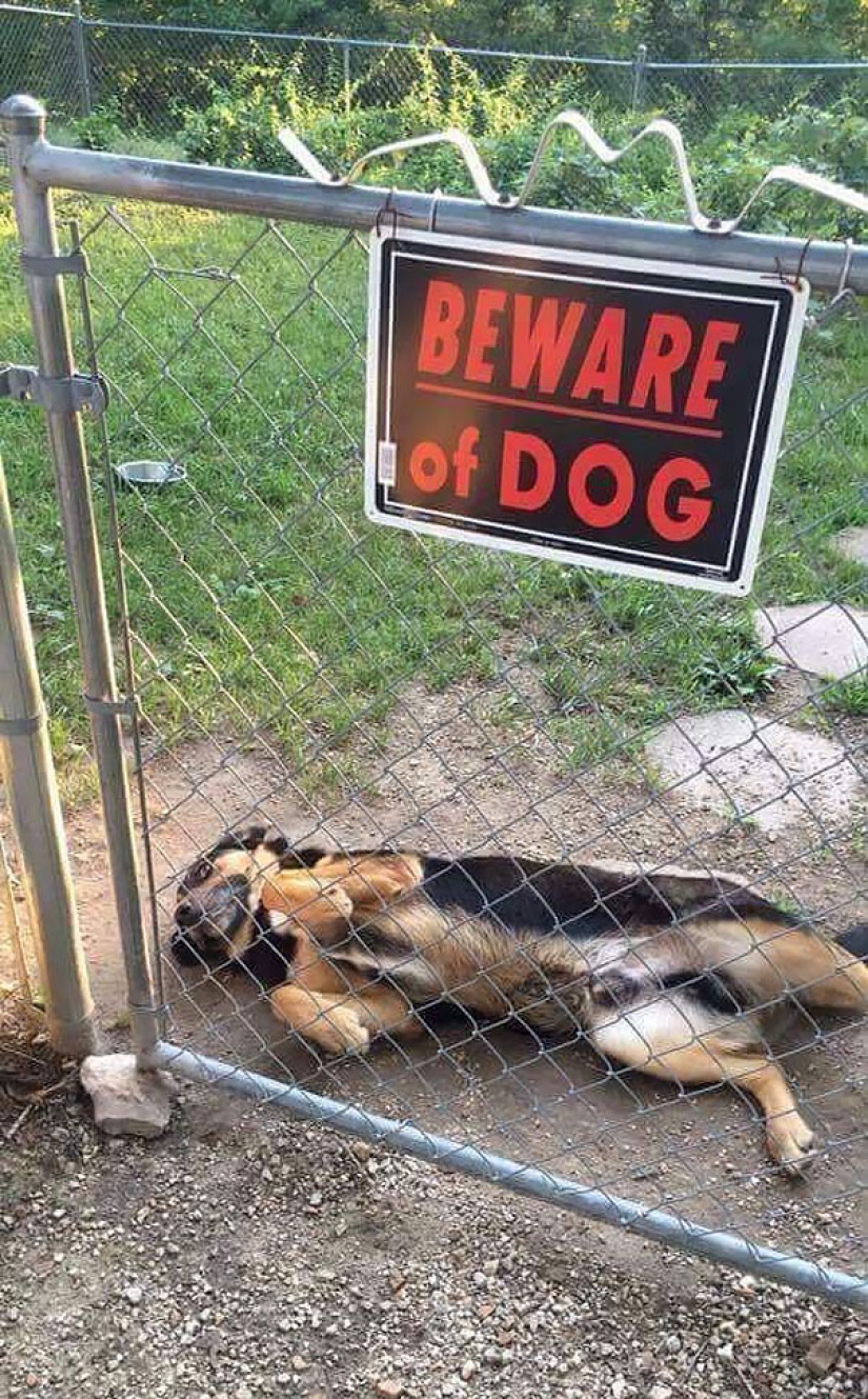 Caution! In this post, the dogs are terribly kind Caution! In this post, the dogs are terribly kind