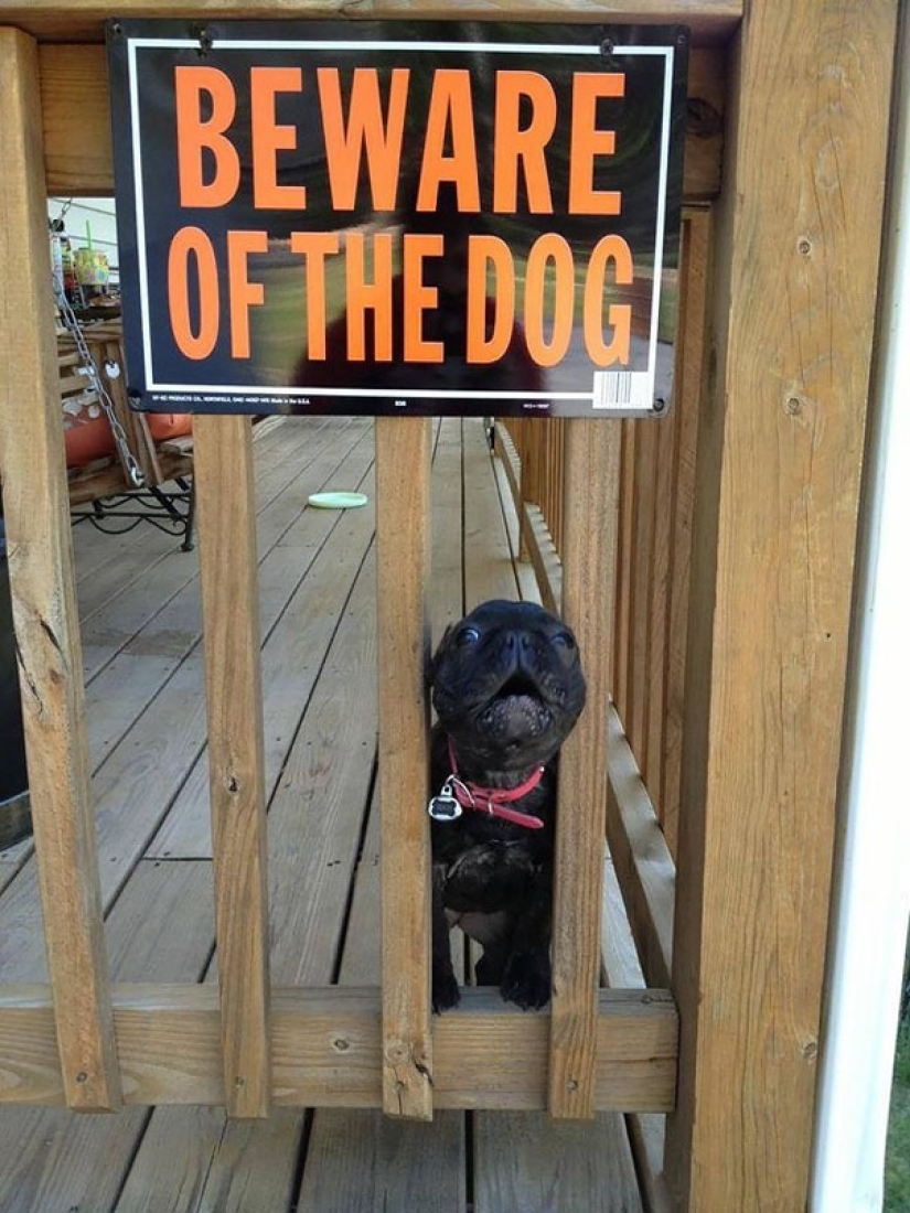 Caution! In this post, the dogs are terribly kind Caution! In this post, the dogs are terribly kind