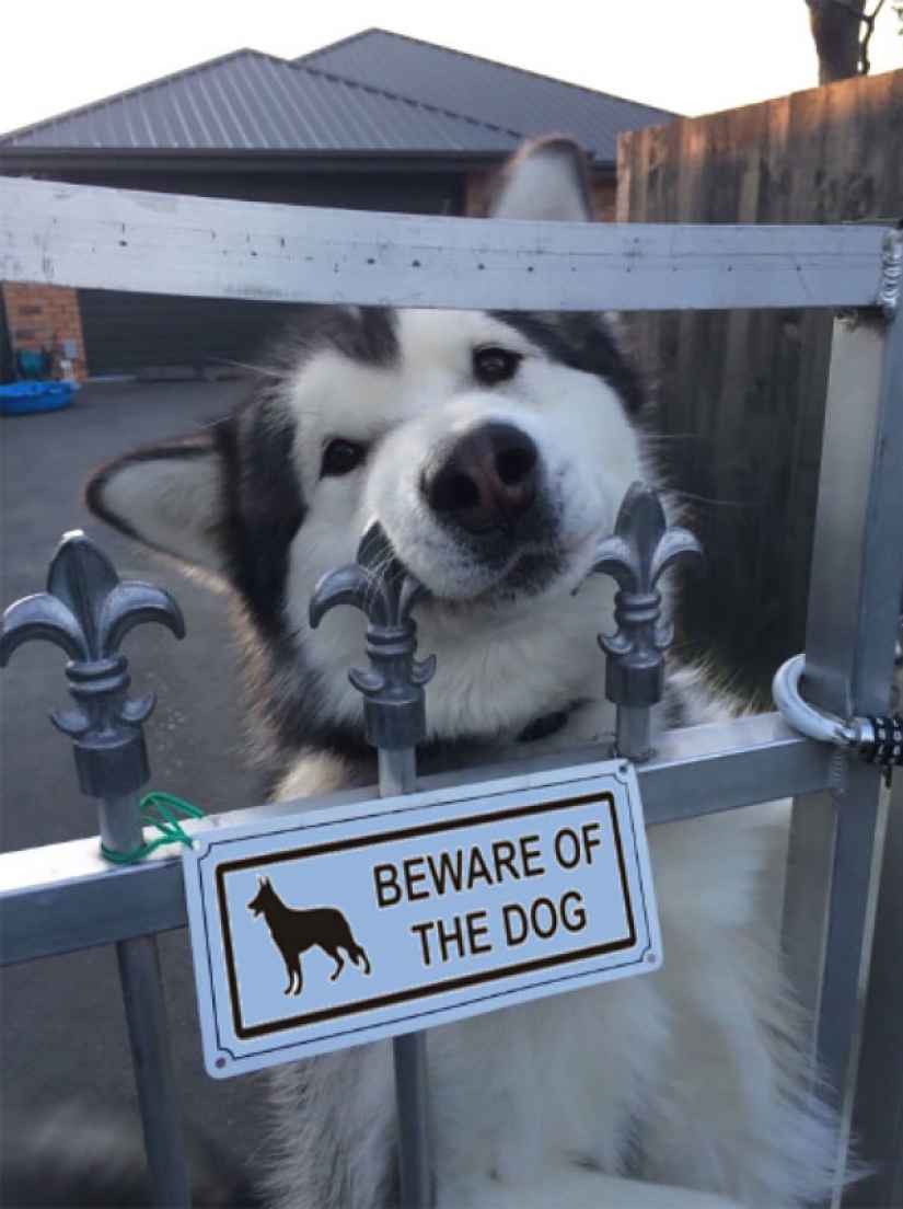 Caution! In this post, the dogs are terribly kind Caution! In this post, the dogs are terribly kind