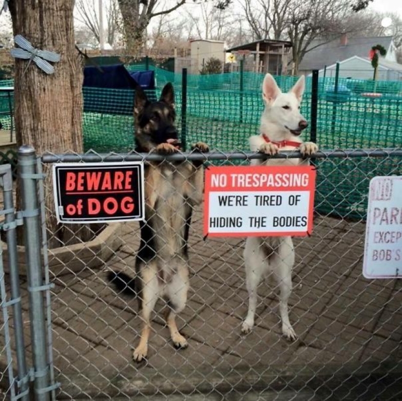 Caution! In this post, the dogs are terribly kind Caution! In this post, the dogs are terribly kind