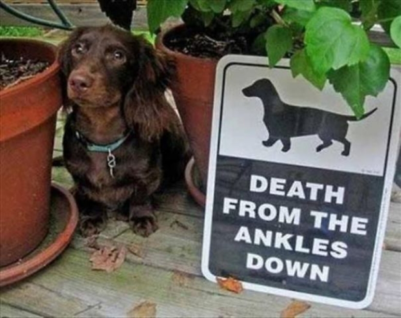 Caution! In this post, the dogs are terribly kind Caution! In this post, the dogs are terribly kind