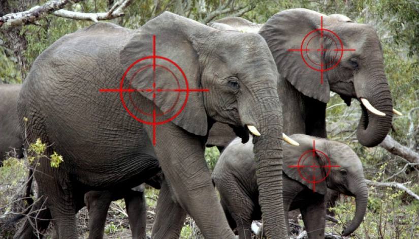 Cazador que mató a 5.000 elefantes y cientos de otros animales africanos no tiene remordimientos por lo que hizo