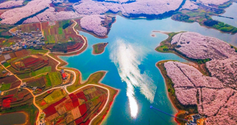 Cherry blossoms have bloomed in China, and it's alienly beautiful