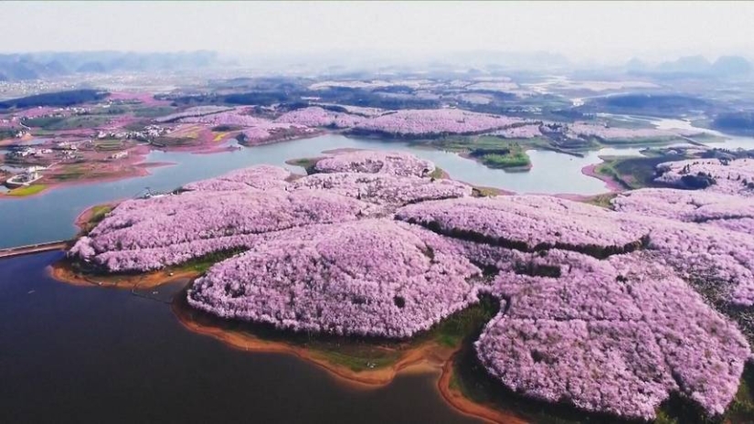 Cherry blossoms have bloomed in China, and it's alienly beautiful