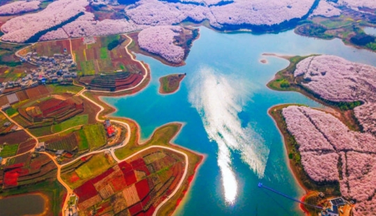 Cherry blossoms have bloomed in China, and it's alienly beautiful