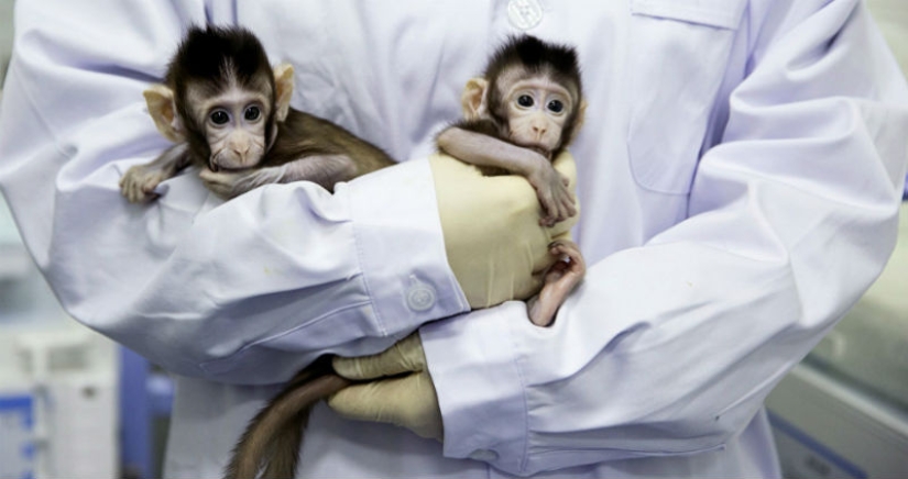 Chinese scientists cloned macaques for the first time and named them "the great Chinese people"