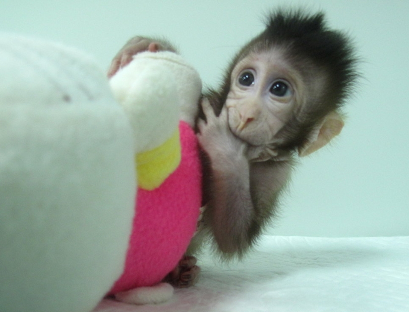 Chinese scientists cloned macaques for the first time and named them "the great Chinese people" Chinese scientists cloned macaques for the first time and named them "the great Chinese people"