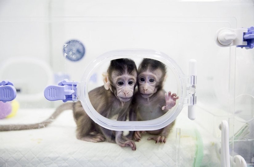 Chinese scientists cloned macaques for the first time and named them "the great Chinese people" Chinese scientists cloned macaques for the first time and named them "the great Chinese people"