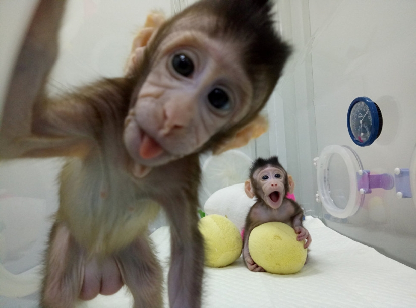 Chinese scientists cloned macaques for the first time and named them "the great Chinese people" Chinese scientists cloned macaques for the first time and named them "the great Chinese people"