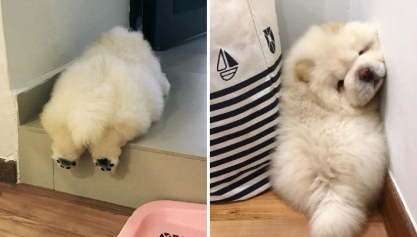 Chow chow de cachorro esponjoso y torpe imposible derretirá tu corazón Chow chow de cachorro esponjoso y torpe imposible derretirá tu corazón