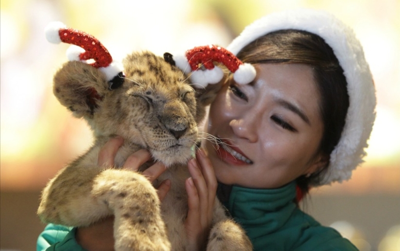 Christmas kittens