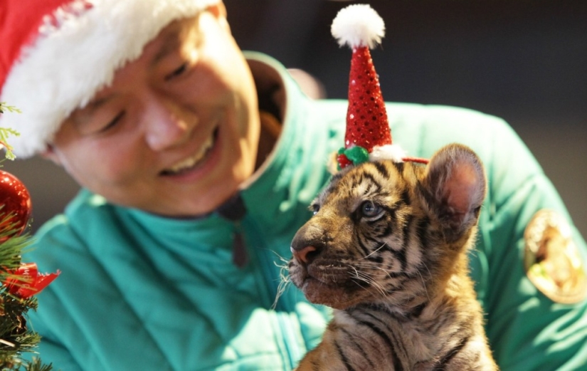Christmas kittens