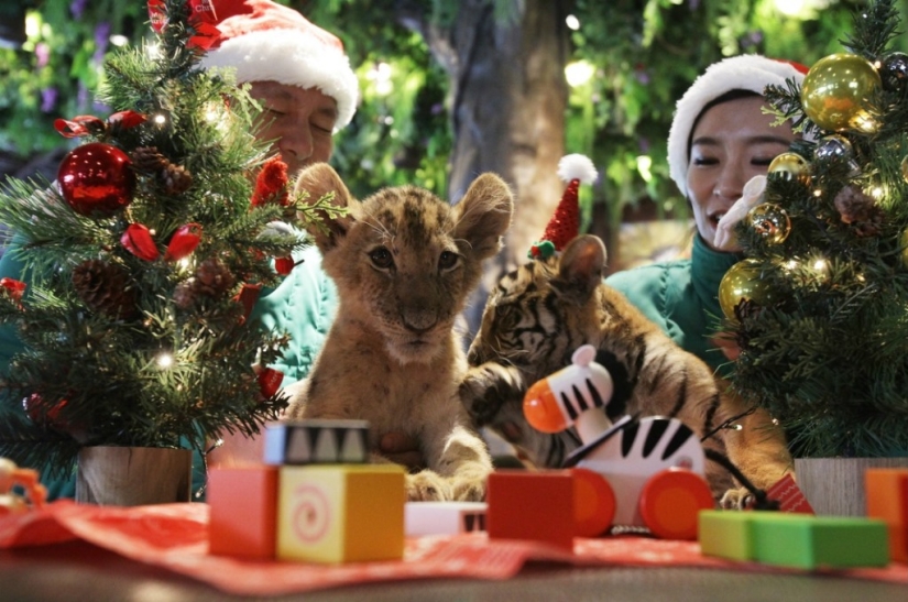 Christmas kittens