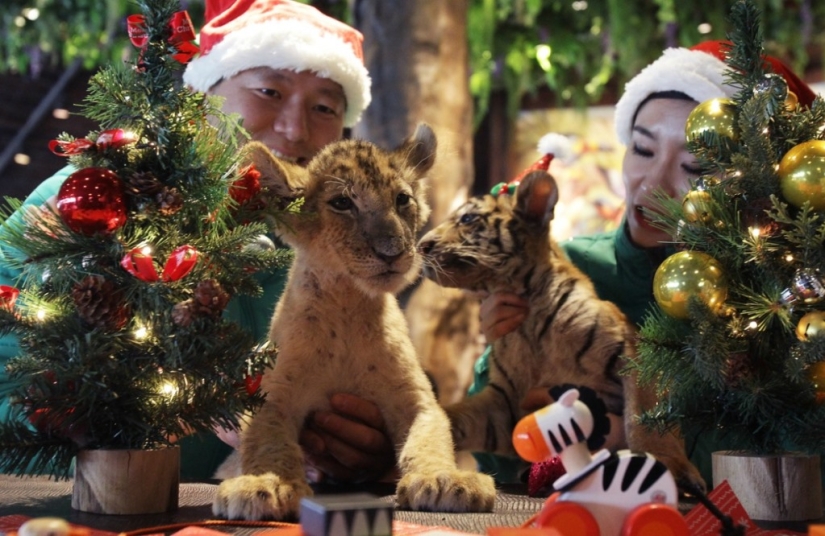Christmas kittens